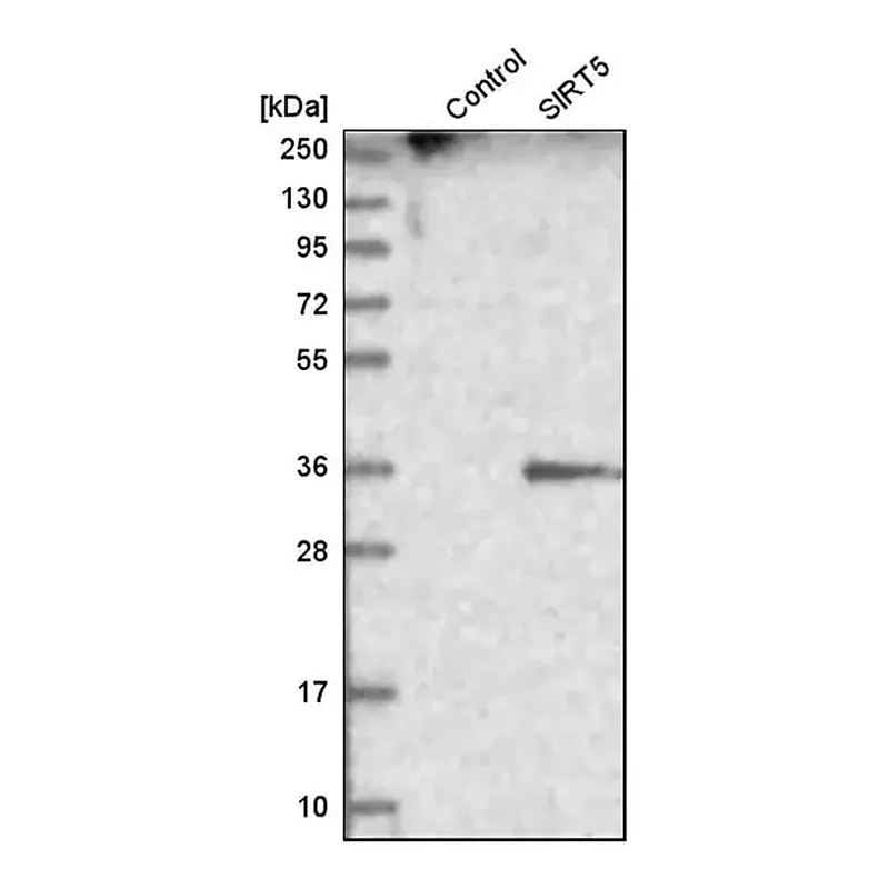 Merck Anti-SIRT5 antibody produced in rabbit