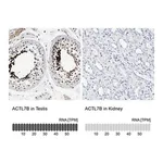 Merck Anti-ACTL7B antibody produced in rabbit