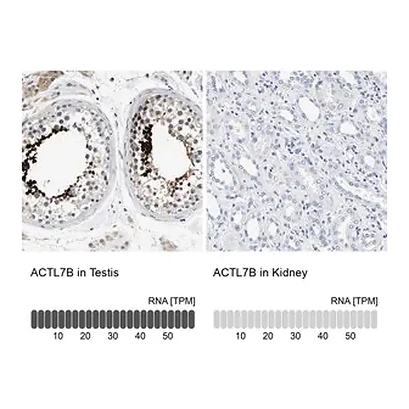 Merck Anti-ACTL7B antibody produced in rabbit