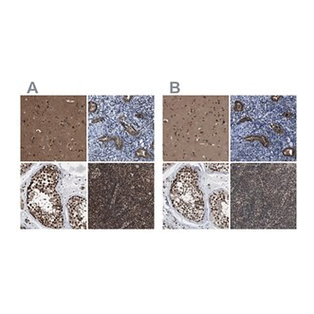 Merck Anti-PRPF4 antibody produced in rabbit