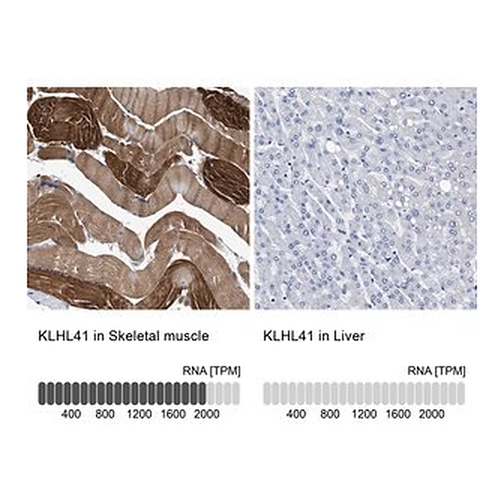 Merck Anti-KLHL41 antibody produced in rabbit