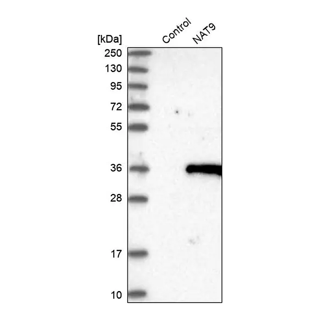 Merck Anti-NAT9 antibody produced in rabbit