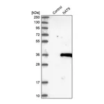 Merck Anti-NAT9 antibody produced in rabbit