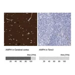 Merck Anti-AMPH antibody produced in rabbit