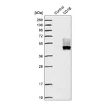 Merck Anti-CD1B antibody produced in rabbit