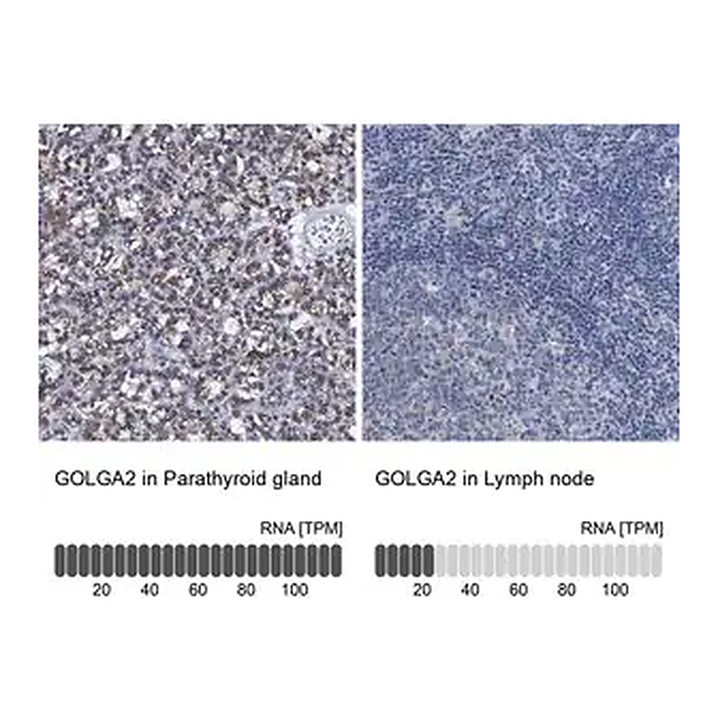 Merck Anti-GOLGA2 antibody produced in rabbit