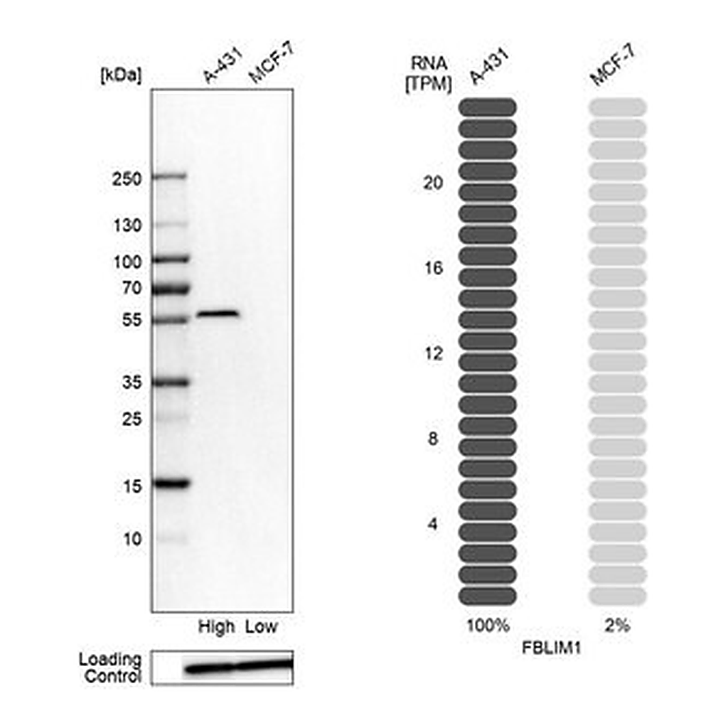 Merck Anti-FBLIM1 antibody produced in rabbit