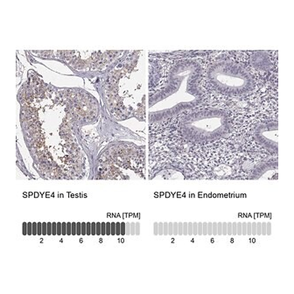 Merck Anti-SPDYE4 antibody produced in rabbit