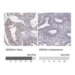 Merck Anti-SPDYE4 antibody produced in rabbit