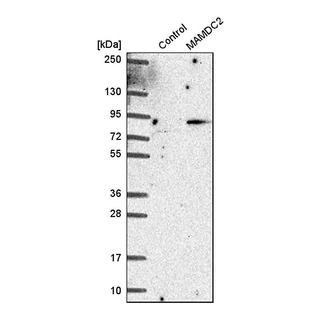 Merck Anti-MAMDC2 antibody produced in rabbit
