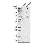 Merck Anti-MAMDC2 antibody produced in rabbit
