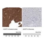 Merck Anti-ACOT7 antibody produced in rabbit