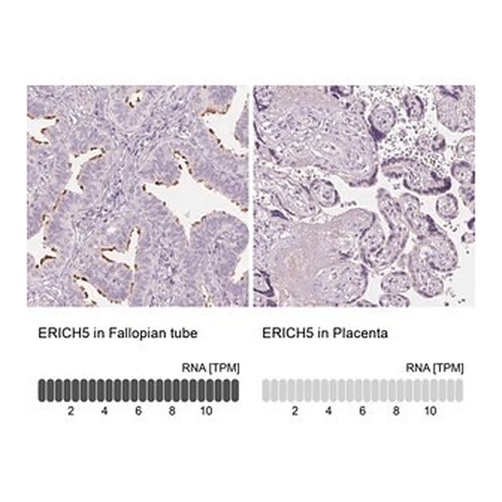 Merck Anti-ERICH5 antibody produced in rabbit