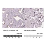 Merck Anti-ERICH5 antibody produced in rabbit
