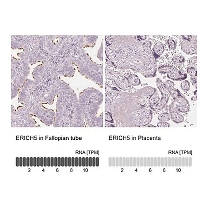 Merck Anti-ERICH5 antibody produced in rabbit