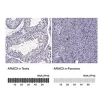 Merck Anti-ARMC2 antibody produced in rabbit