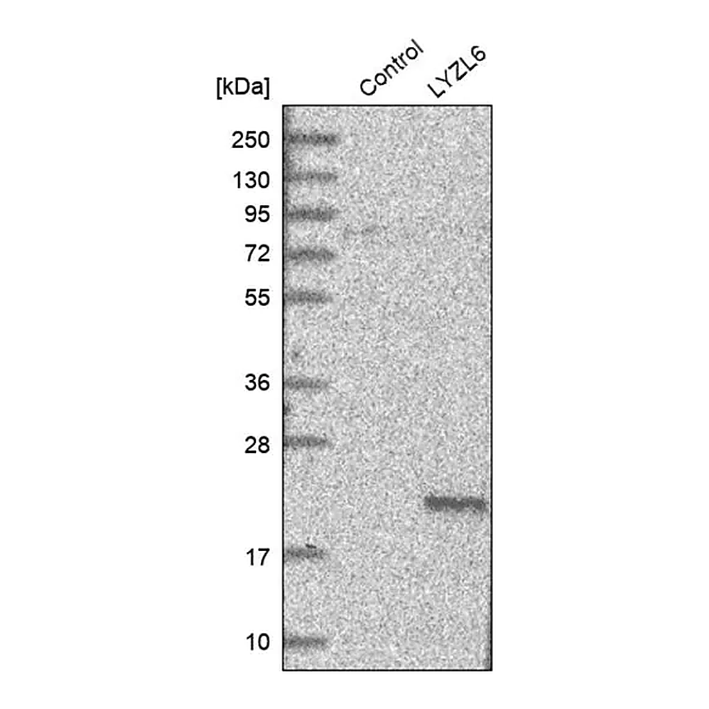 Merck Anti-LYZL6 antibody produced in rabbit