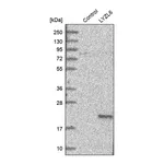 Merck Anti-LYZL6 antibody produced in rabbit