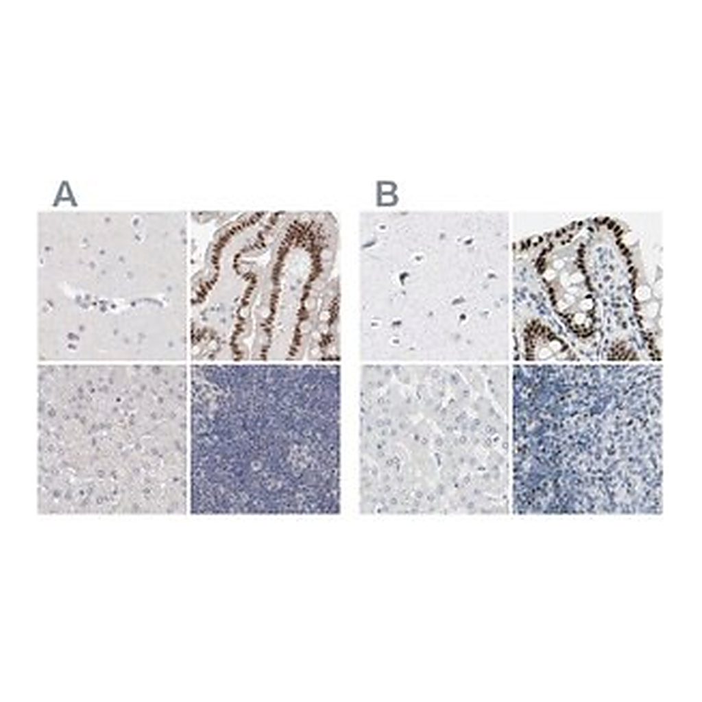 Merck Anti-ZBTB7B antibody produced in rabbit