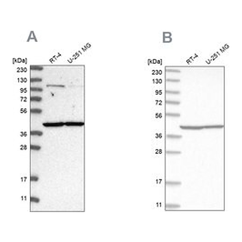 Merck Anti-MRPL37 antibody produced in rabbit