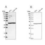 Merck Anti-MRPL37 antibody produced in rabbit
