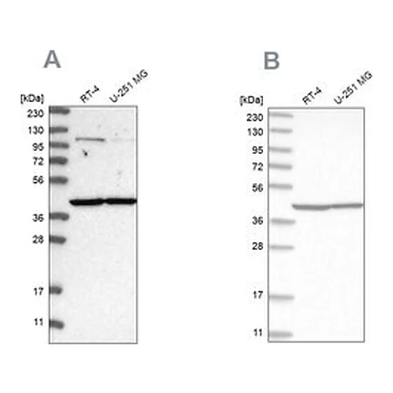 Merck Anti-MRPL37 antibody produced in rabbit