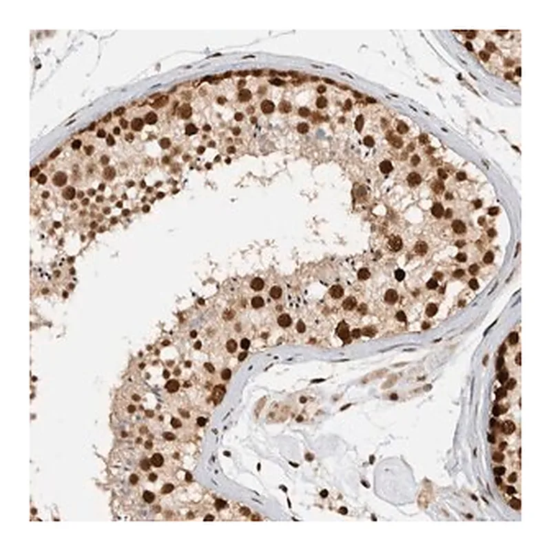 Merck Anti-DDX42 antibody produced in rabbit