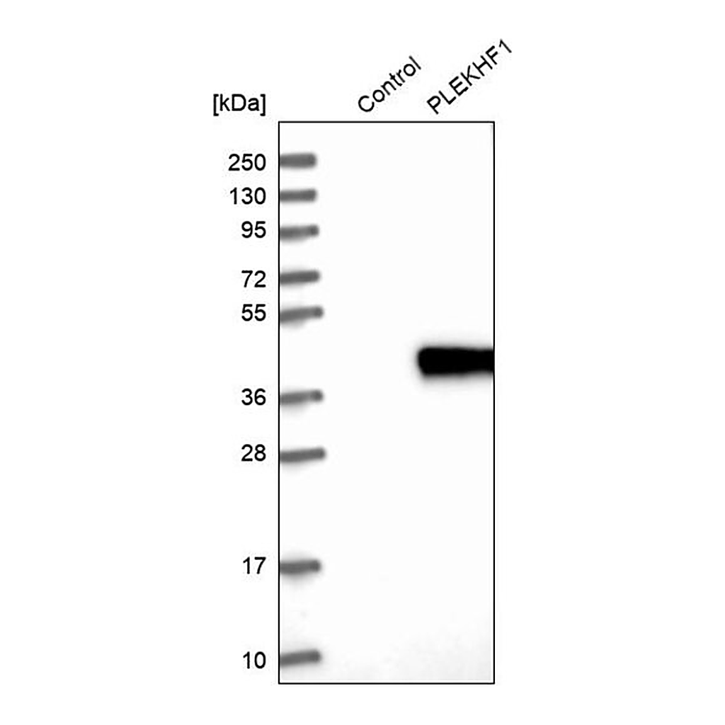 Merck Anti-PLEKHF1 antibody produced in rabbit