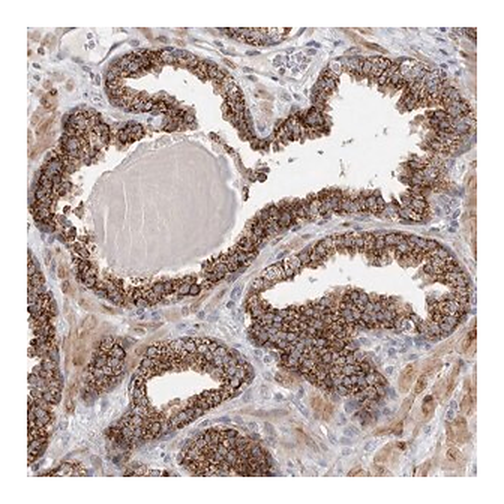 Merck Anti-RAB18 antibody produced in rabbit