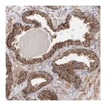 Merck Anti-RAB18 antibody produced in rabbit