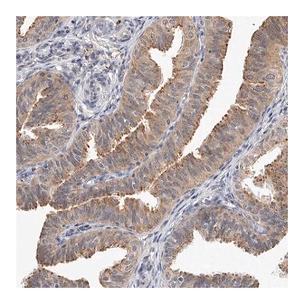 Merck Anti-MRPL37 antibody produced in rabbit
