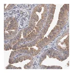 Merck Anti-MRPL37 antibody produced in rabbit