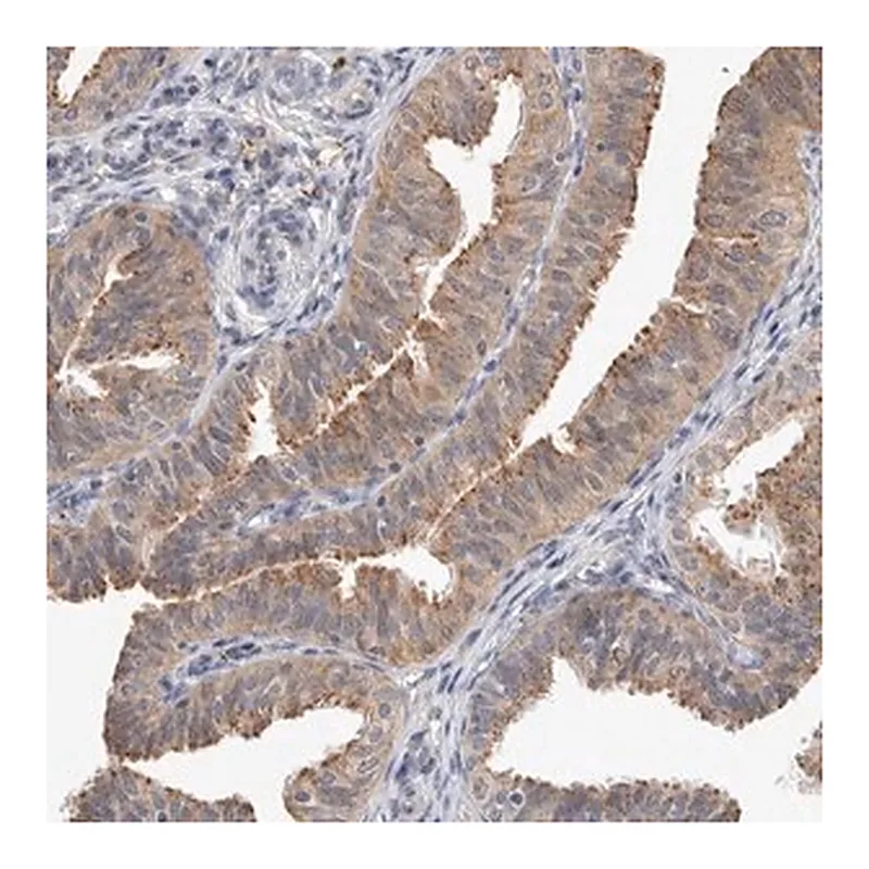 Merck Anti-MRPL37 antibody produced in rabbit