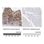 Merck Anti-RAB11FIP1 antibody produced in rabbit