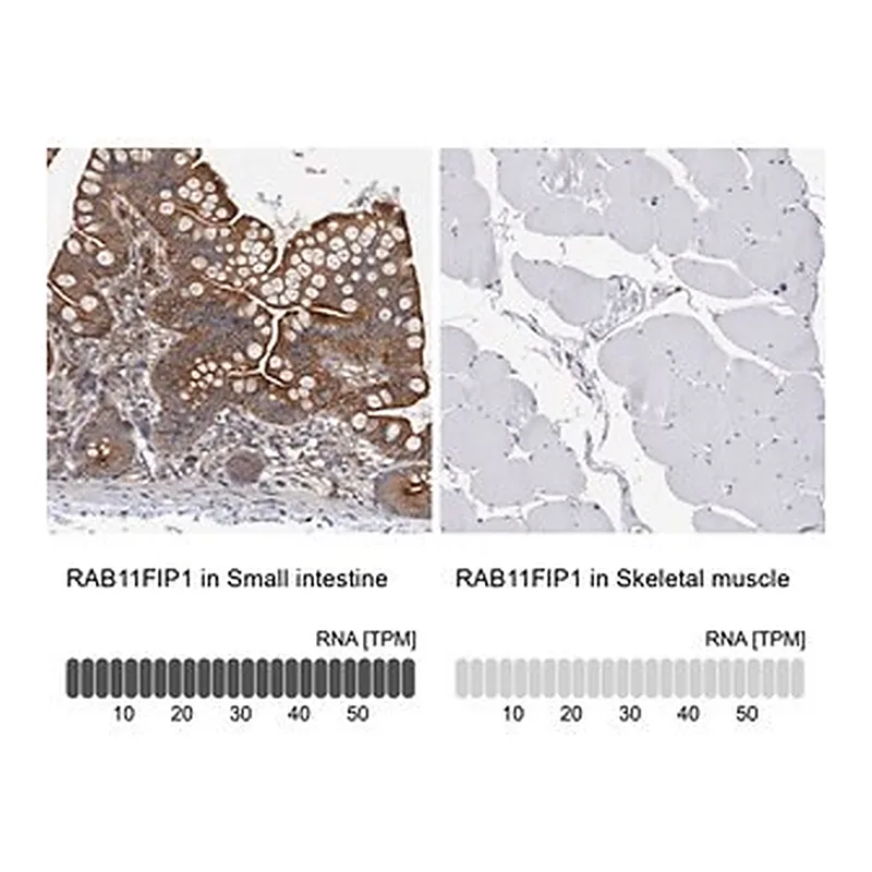 Merck Anti-RAB11FIP1 antibody produced in rabbit