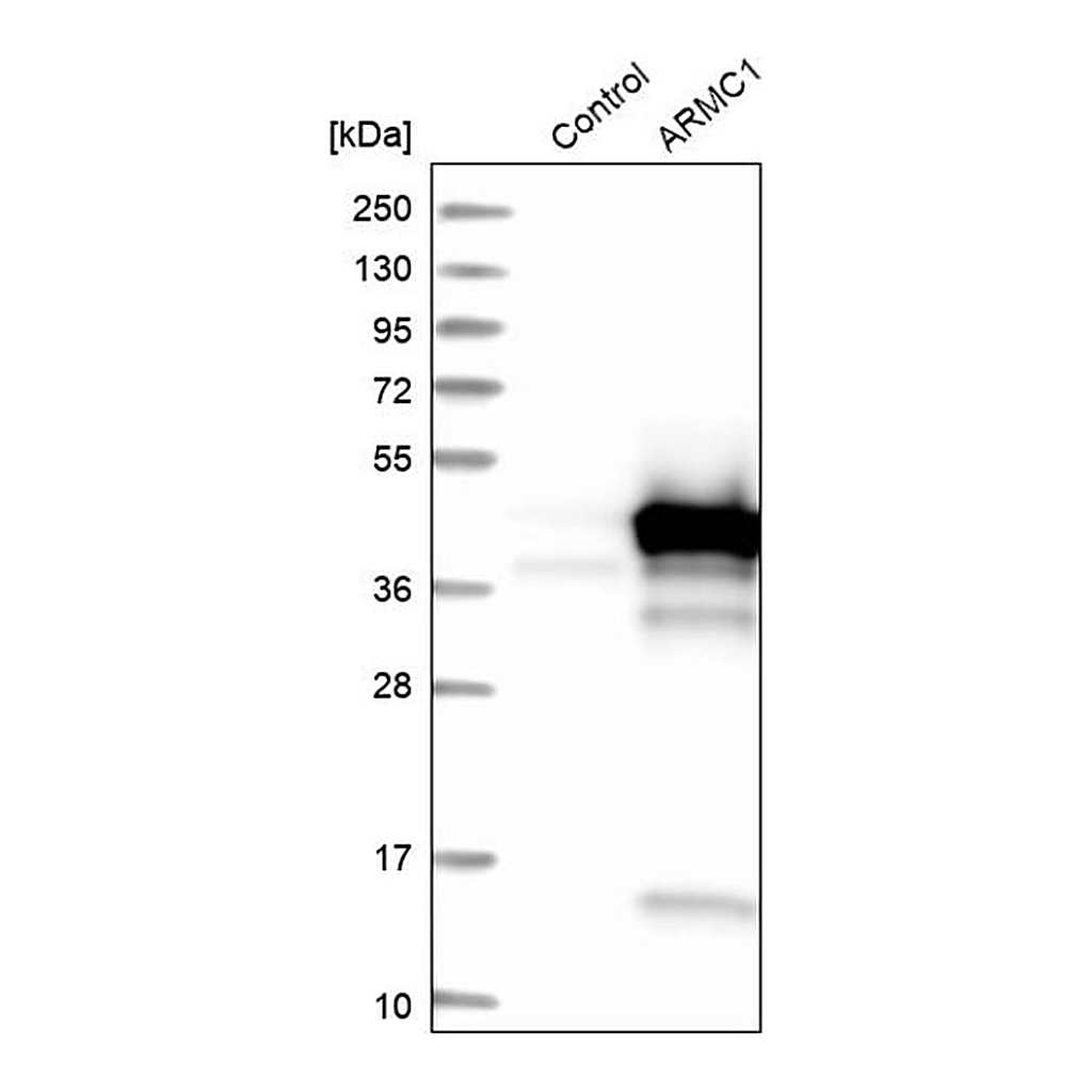 Merck Anti-ARMC1 antibody produced in rabbit