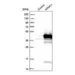 Merck Anti-ARMC1 antibody produced in rabbit