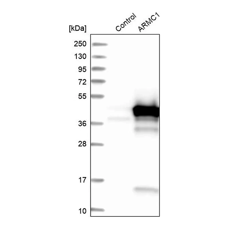 Merck Anti-ARMC1 antibody produced in rabbit