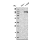 Merck Anti-ADAM30 antibody produced in rabbit