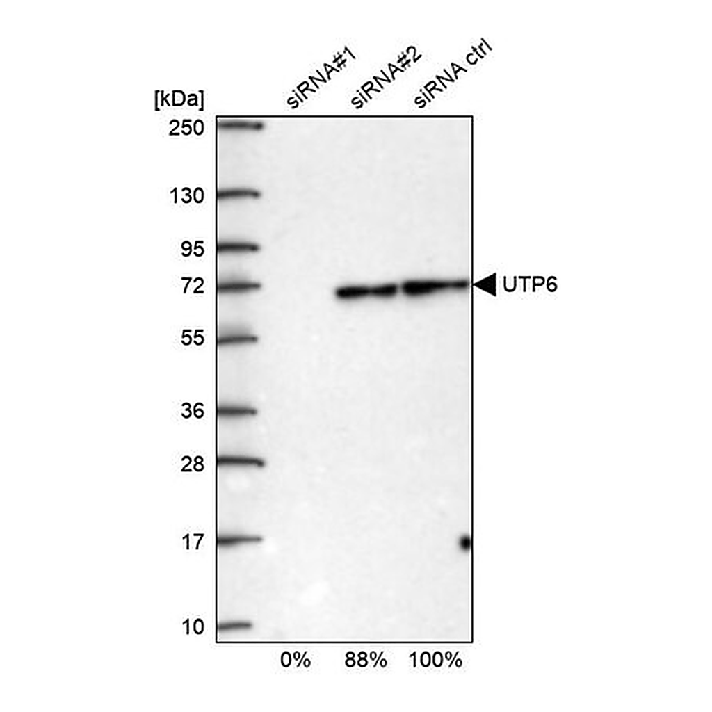 Merck Anti-UTP6 antibody produced in rabbit
