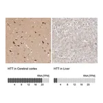 Merck Anti-HTT antibody produced in rabbit