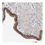 Merck Anti-MKNK2 antibody produced in rabbit