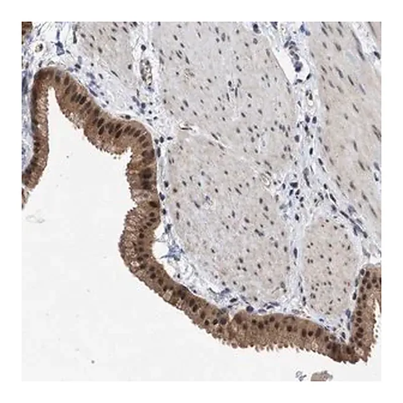 Merck Anti-MKNK2 antibody produced in rabbit