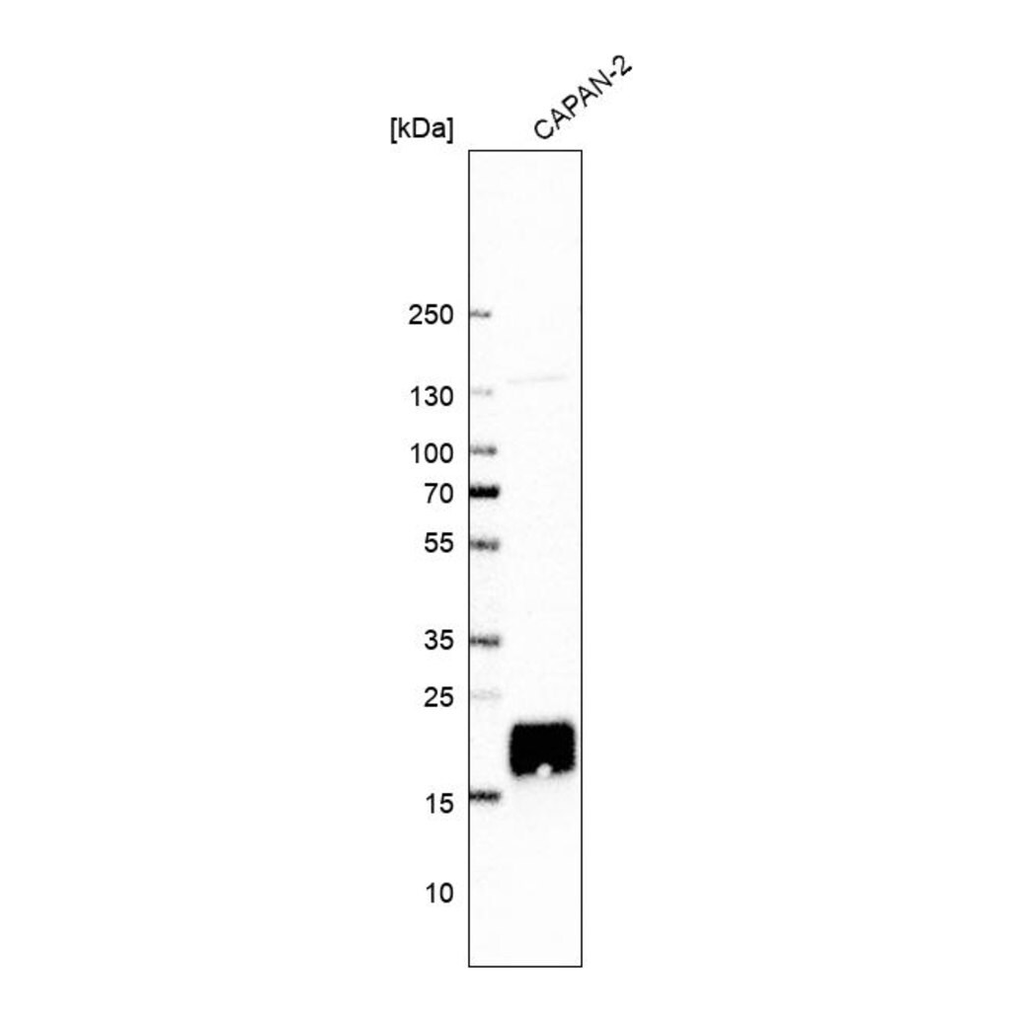 Merck Anti-CYSRT1 antibody produced in rabbit
