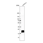 Merck Anti-CYSRT1 antibody produced in rabbit