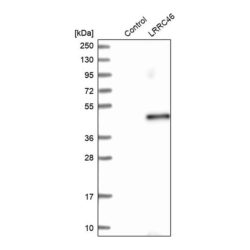 Merck Anti-LRRC46 antibody produced in rabbit