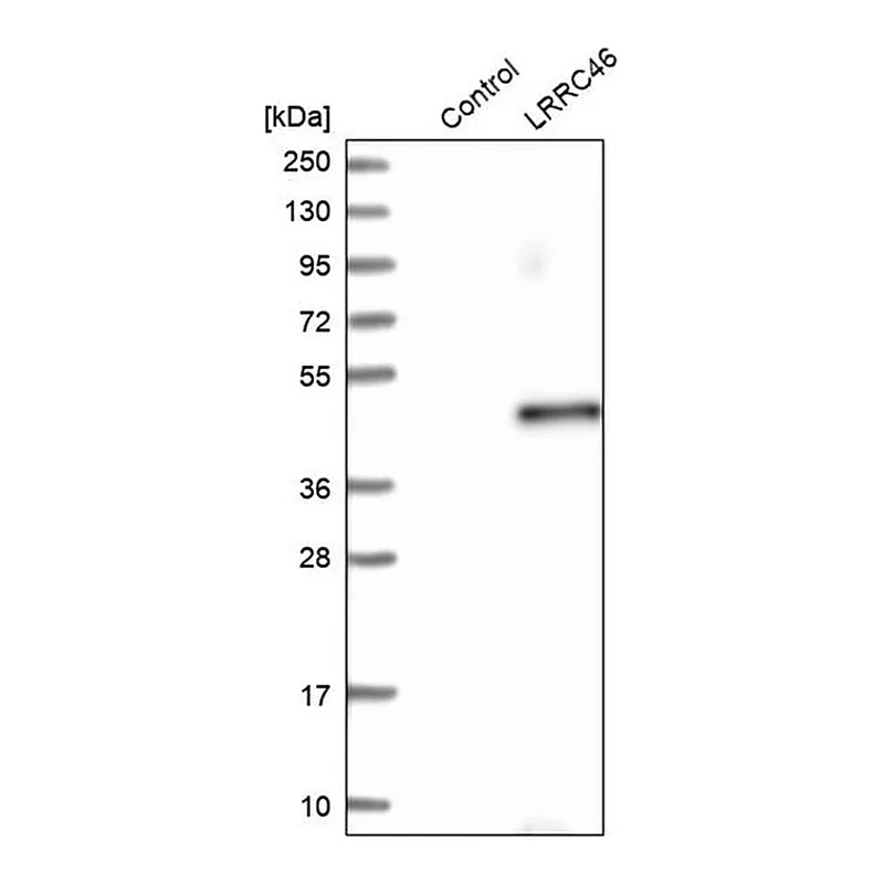 Merck Anti-LRRC46 antibody produced in rabbit