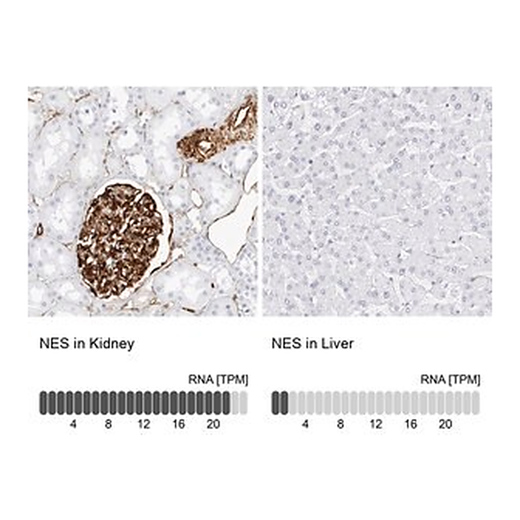 Merck Anti-NES antibody produced in rabbit