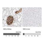 Merck Anti-NES antibody produced in rabbit