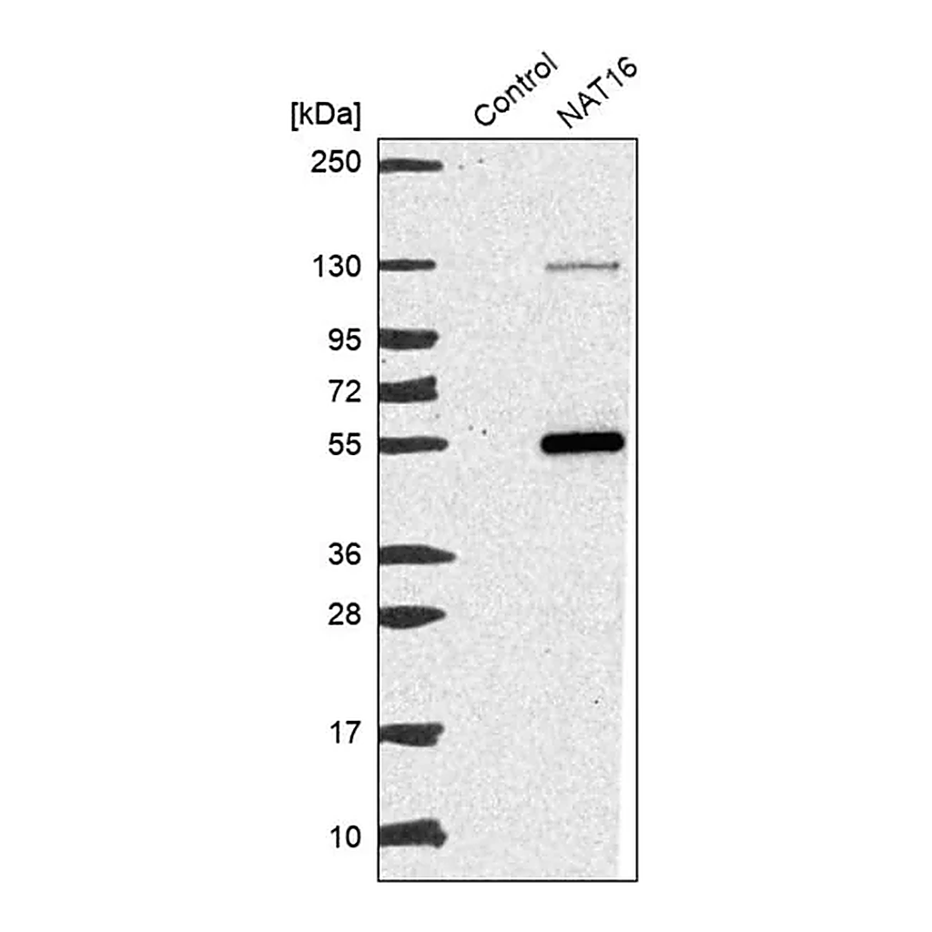 Merck Anti-NAT16 antibody produced in rabbit
